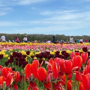 Meet your Posher, Shuzhen